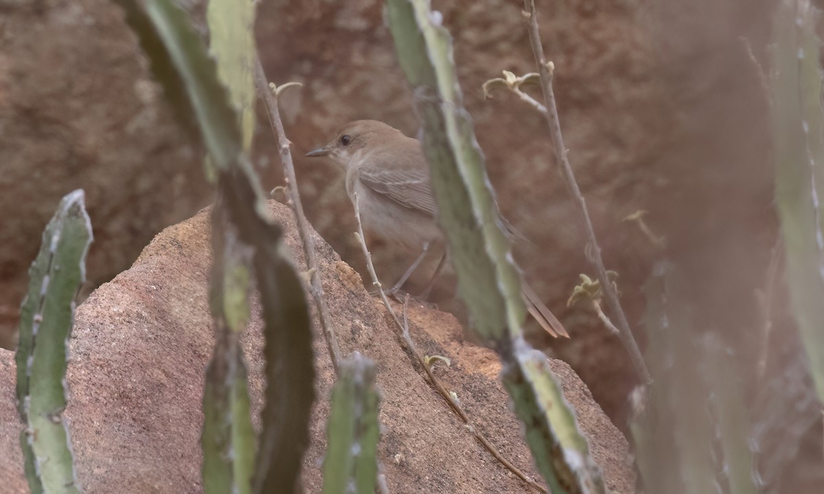 Thrush Nightingale - ML638006628