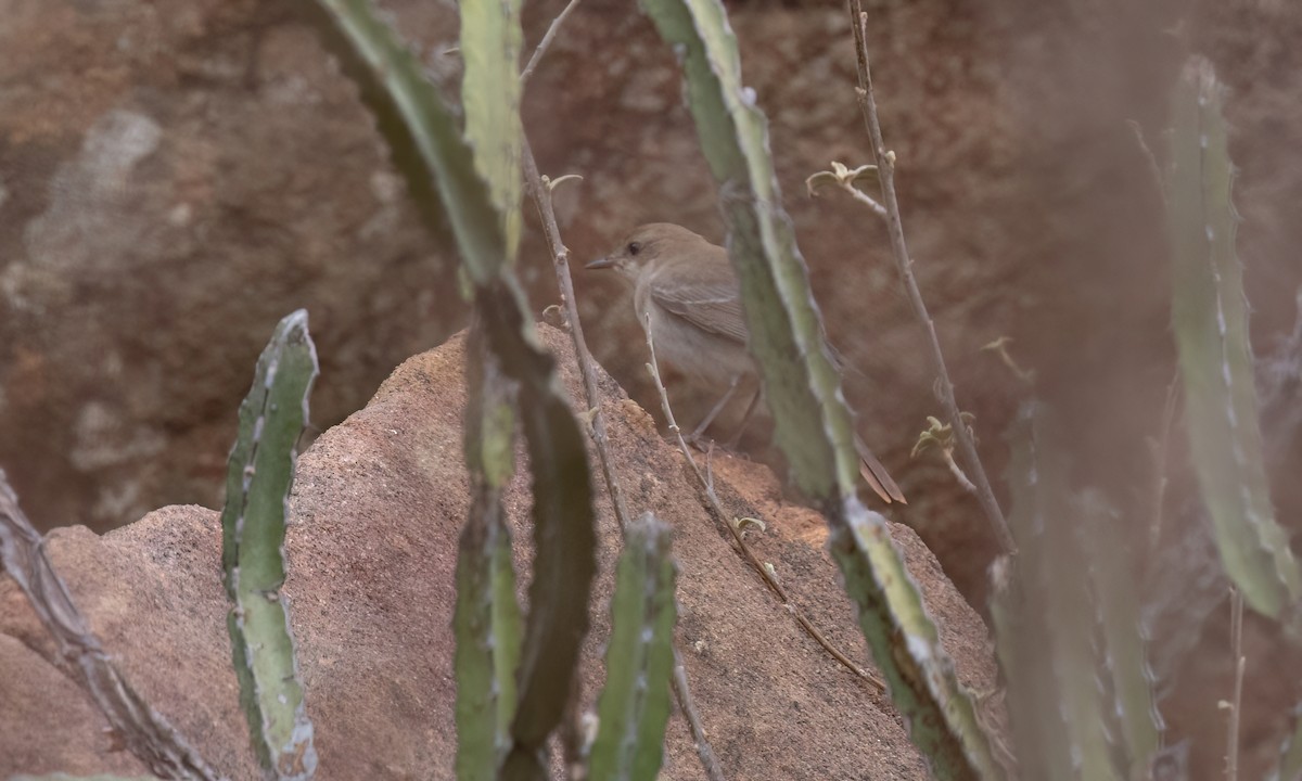 Thrush Nightingale - ML638006629