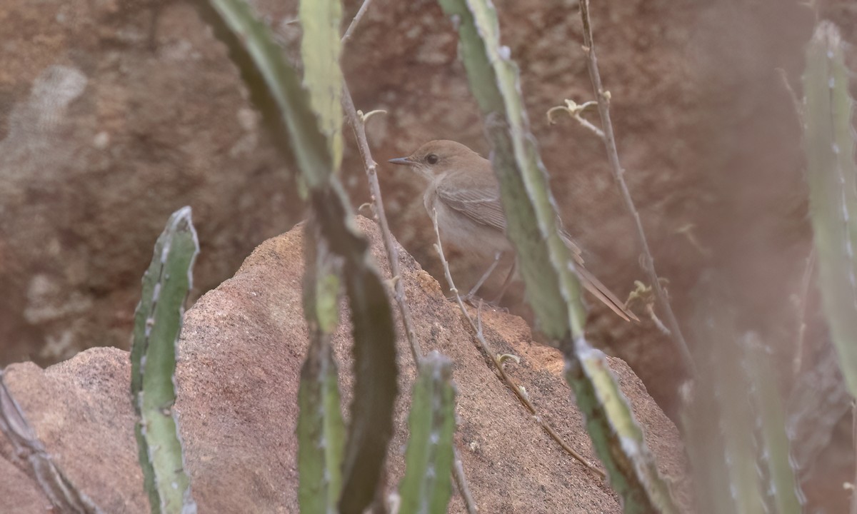 Thrush Nightingale - ML638006630