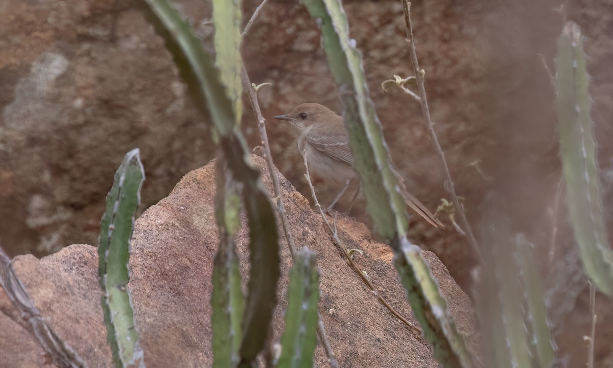 Thrush Nightingale - ML638006631