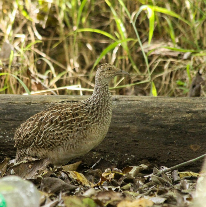 Brushland Tinamou - ML638006632