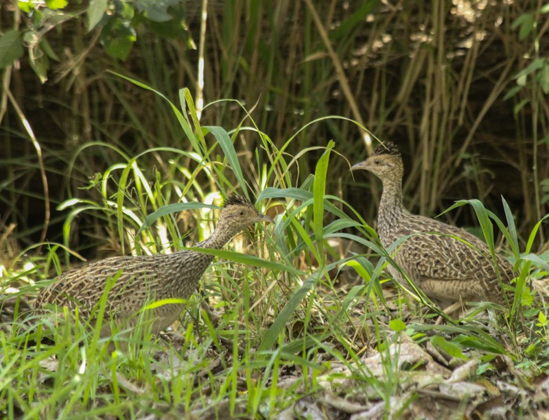 Brushland Tinamou - ML638006633