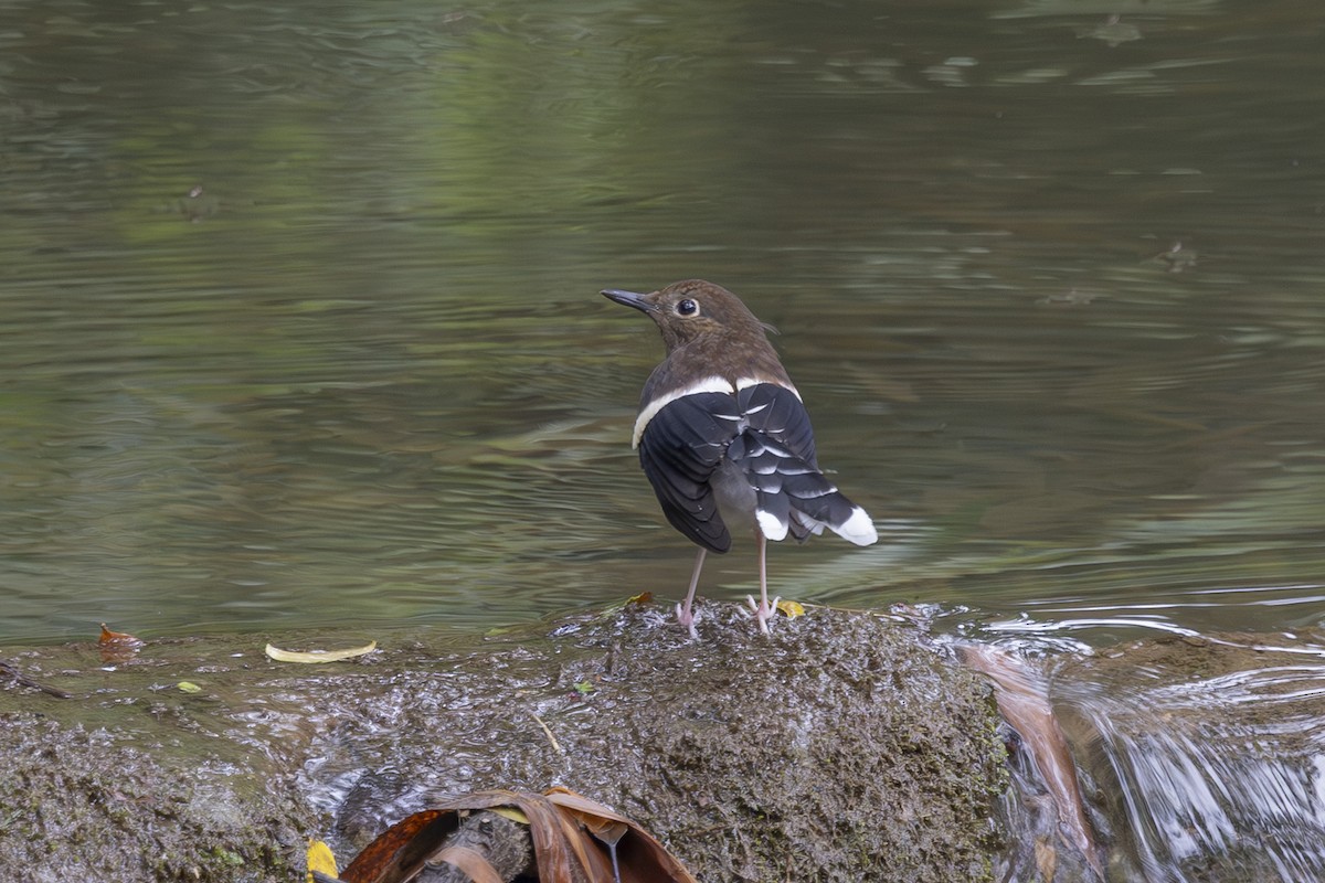 White-crowned Forktail - ML638006639