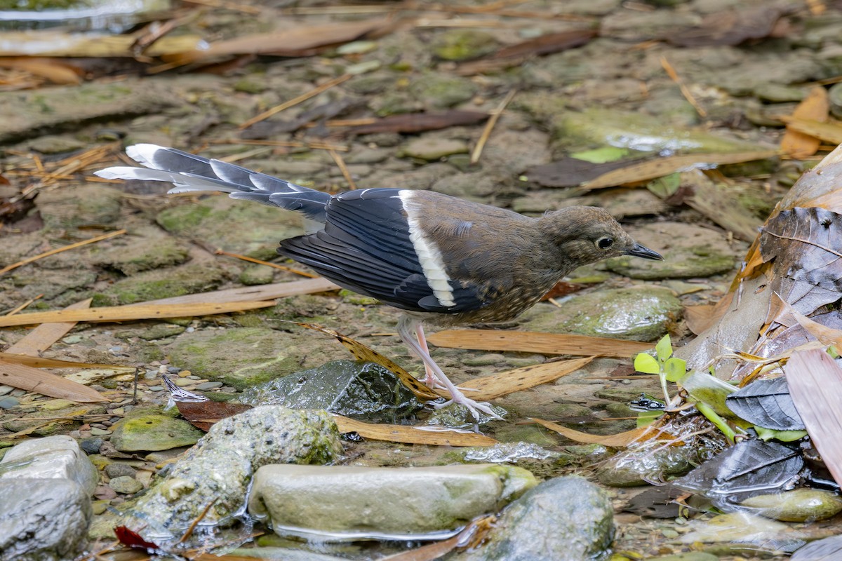 White-crowned Forktail - ML638006640