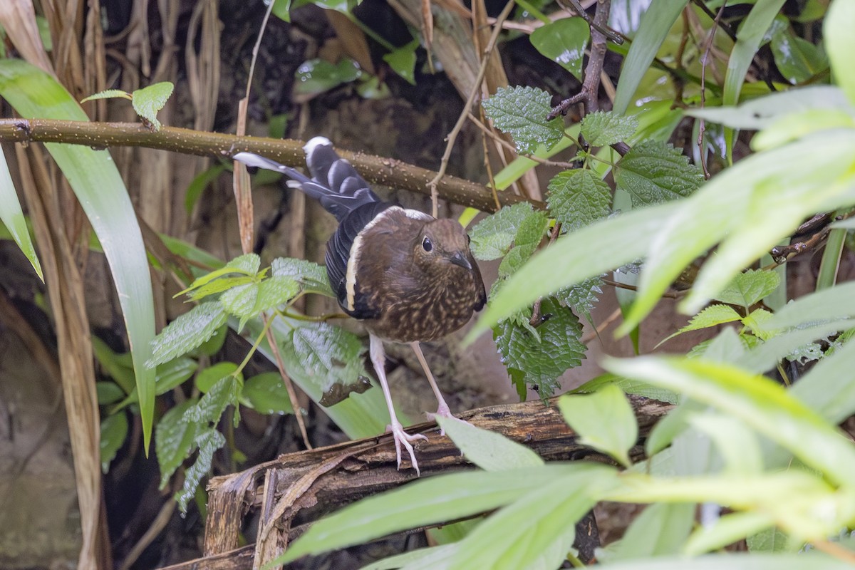 White-crowned Forktail - ML638006643