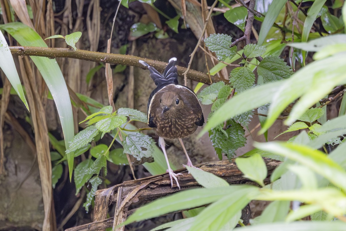 White-crowned Forktail - ML638006644