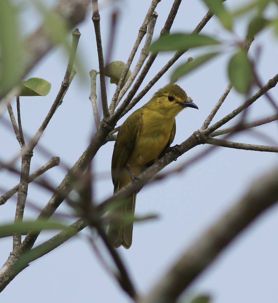Yellow-browed Bulbul - ML638006659