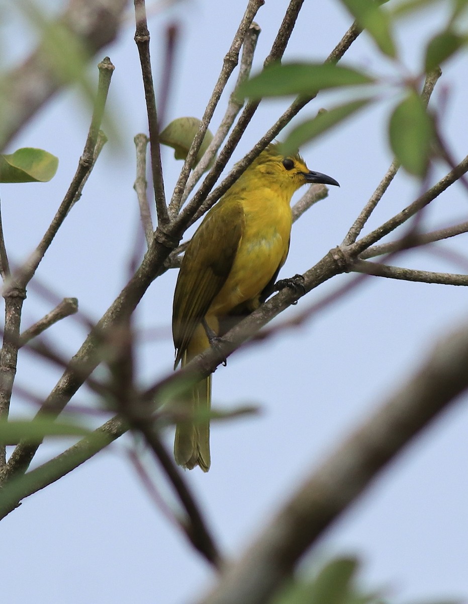 Yellow-browed Bulbul - ML638006660