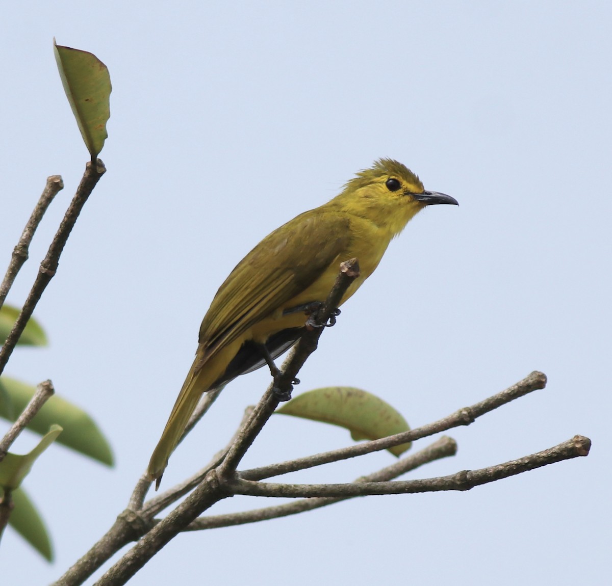 Yellow-browed Bulbul - ML638006661