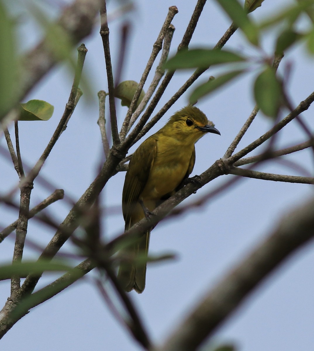 Yellow-browed Bulbul - ML638006662