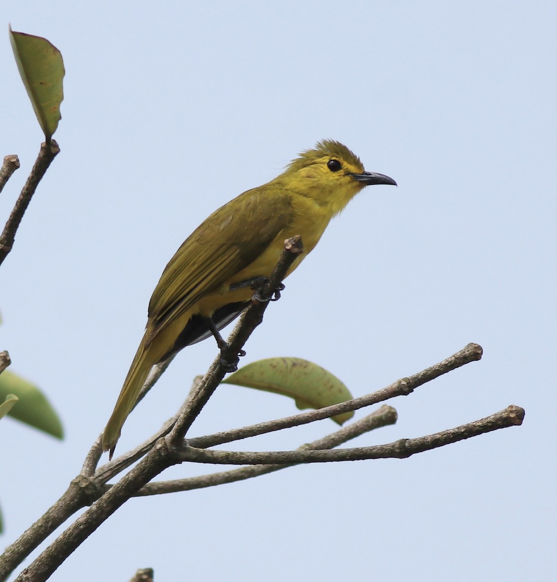 Yellow-browed Bulbul - ML638006663