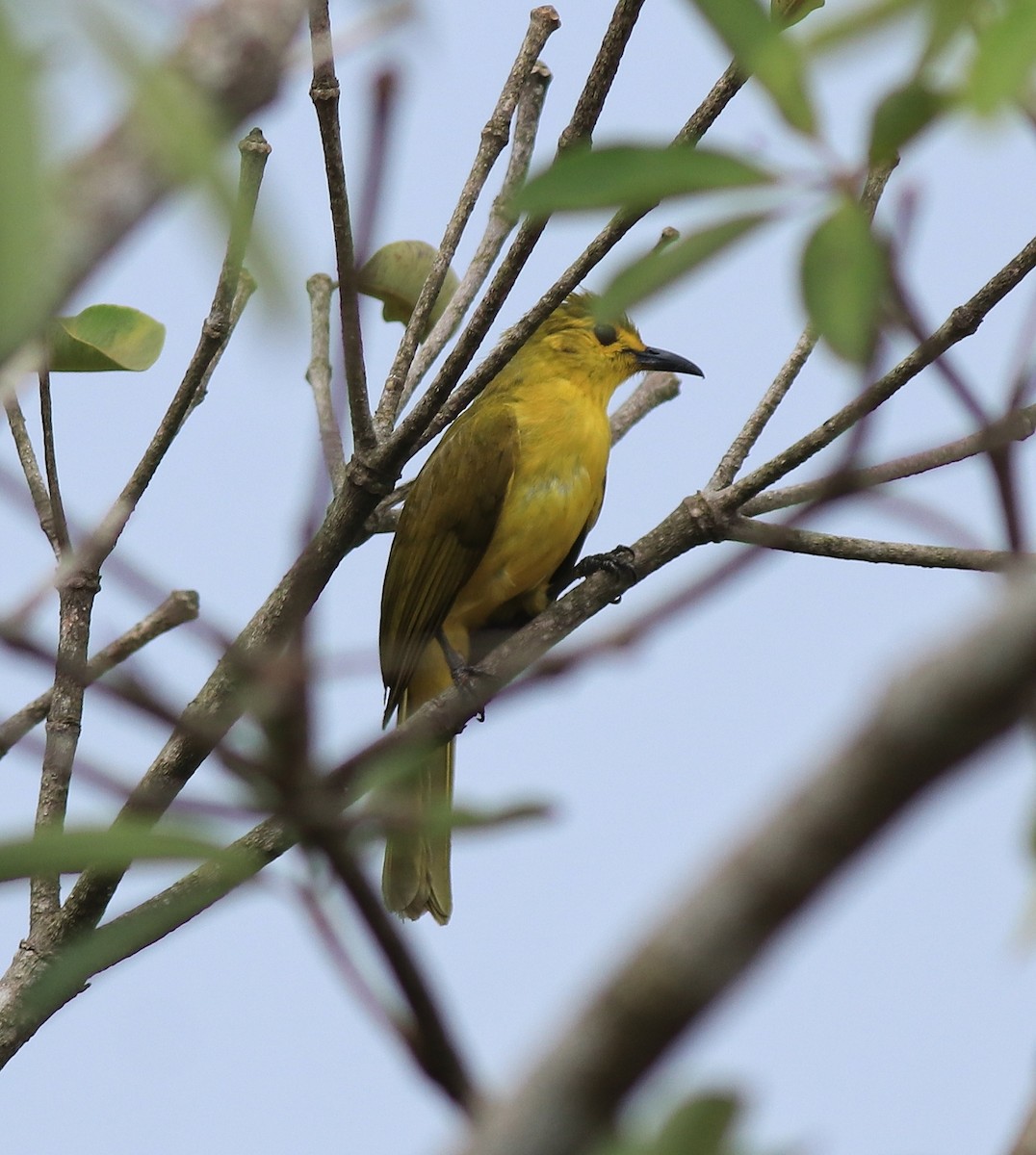 Yellow-browed Bulbul - ML638006664
