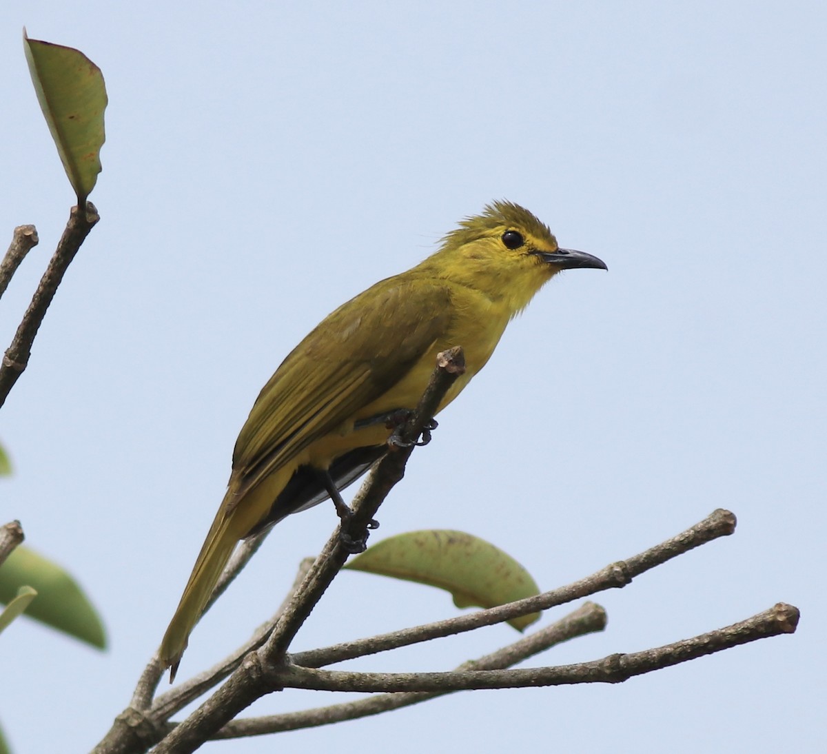 Yellow-browed Bulbul - ML638006665