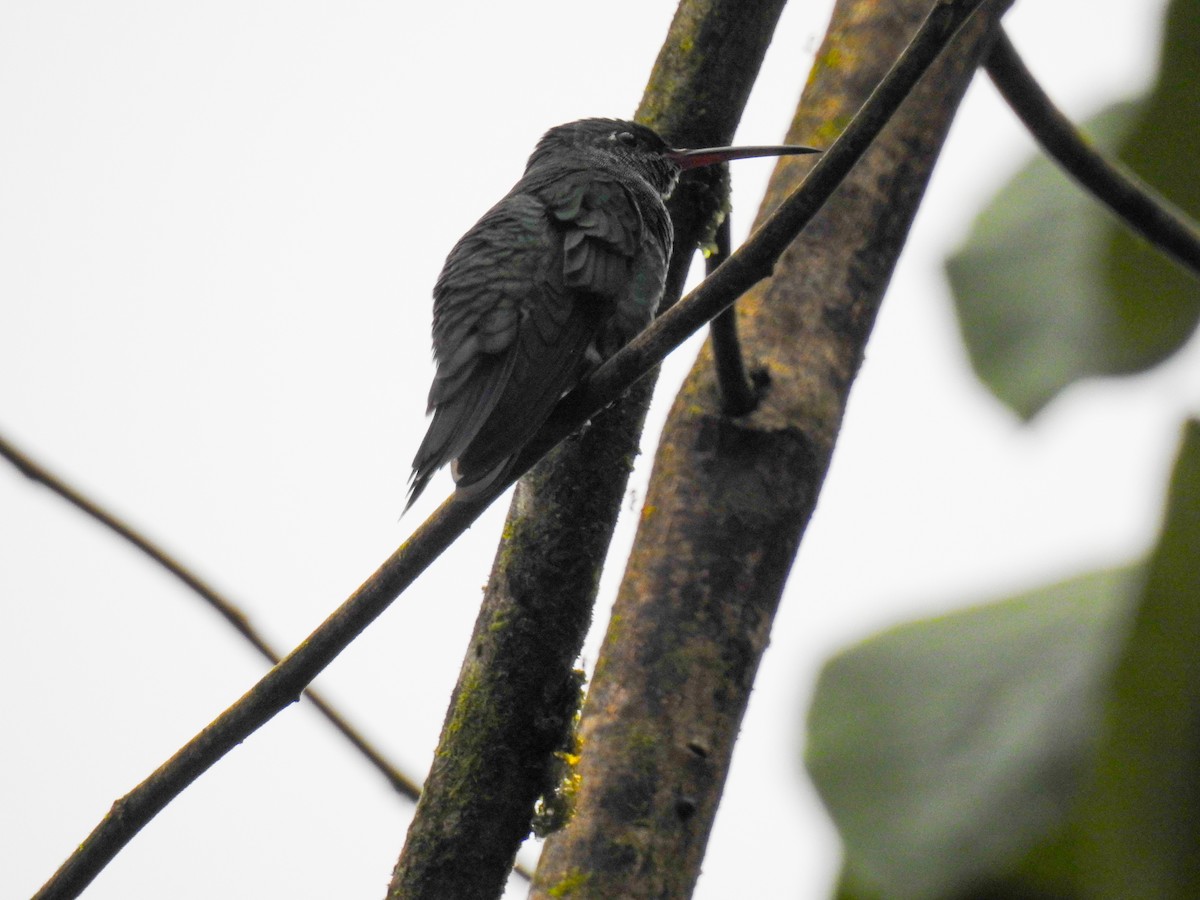 Glittering-throated Emerald - ML638006671
