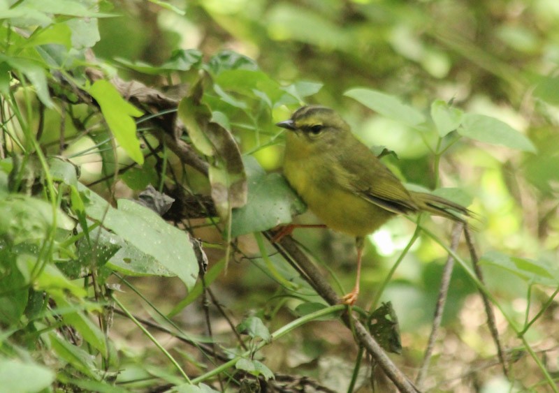 Two-banded Warbler - ML638006679