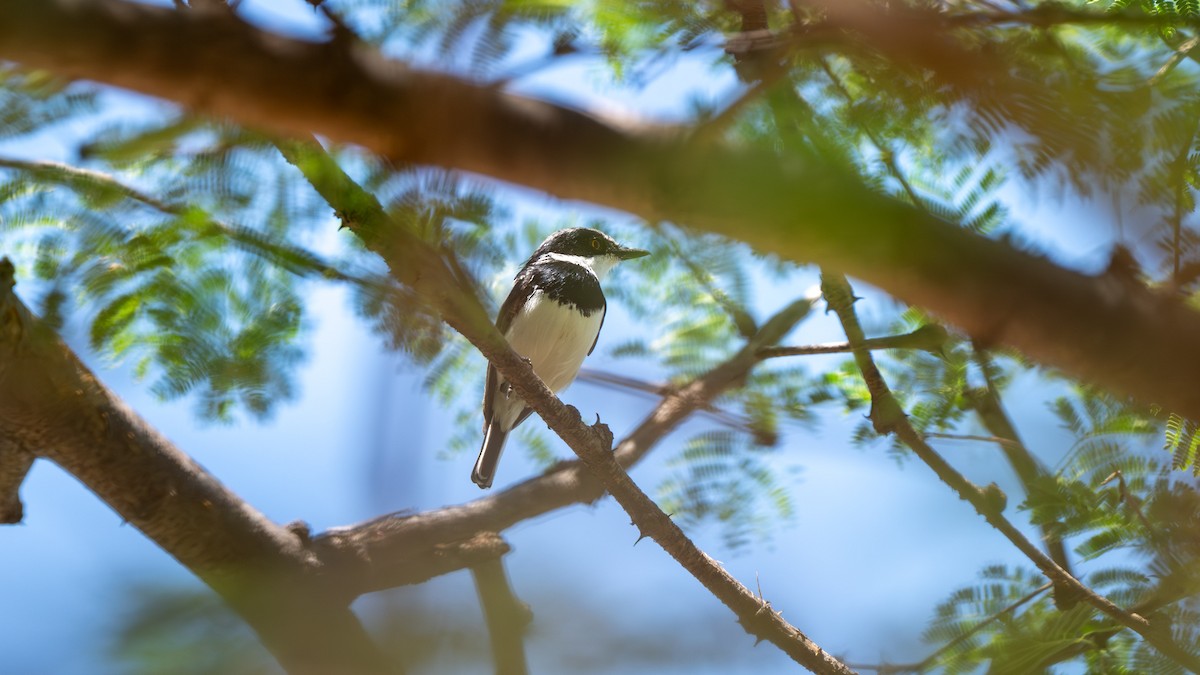 Pygmy Batis - ML638006697
