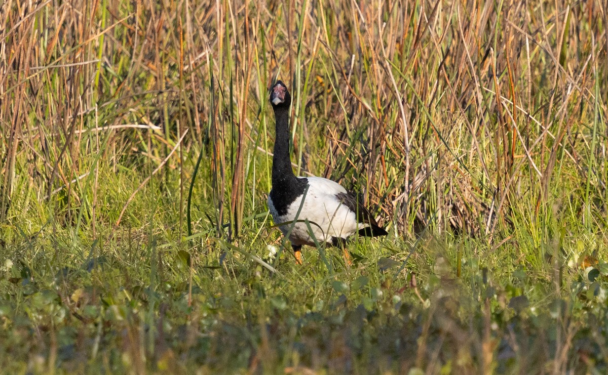 skjæregås - ML638006706