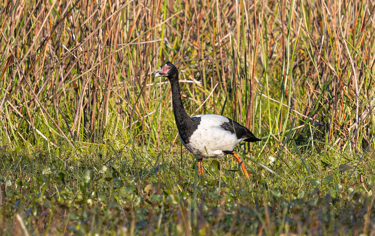 skjæregås - ML638006707