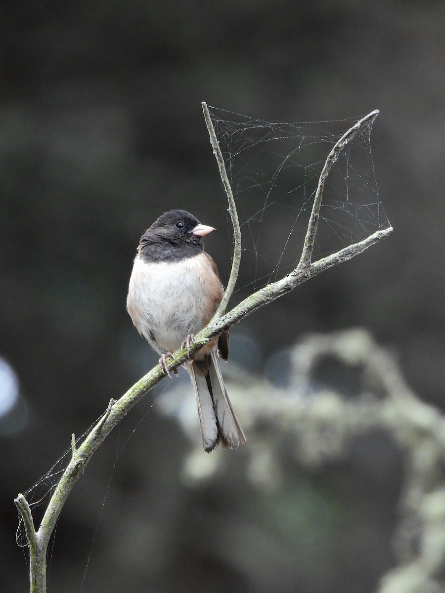 Dark-eyed Junco - ML638006728