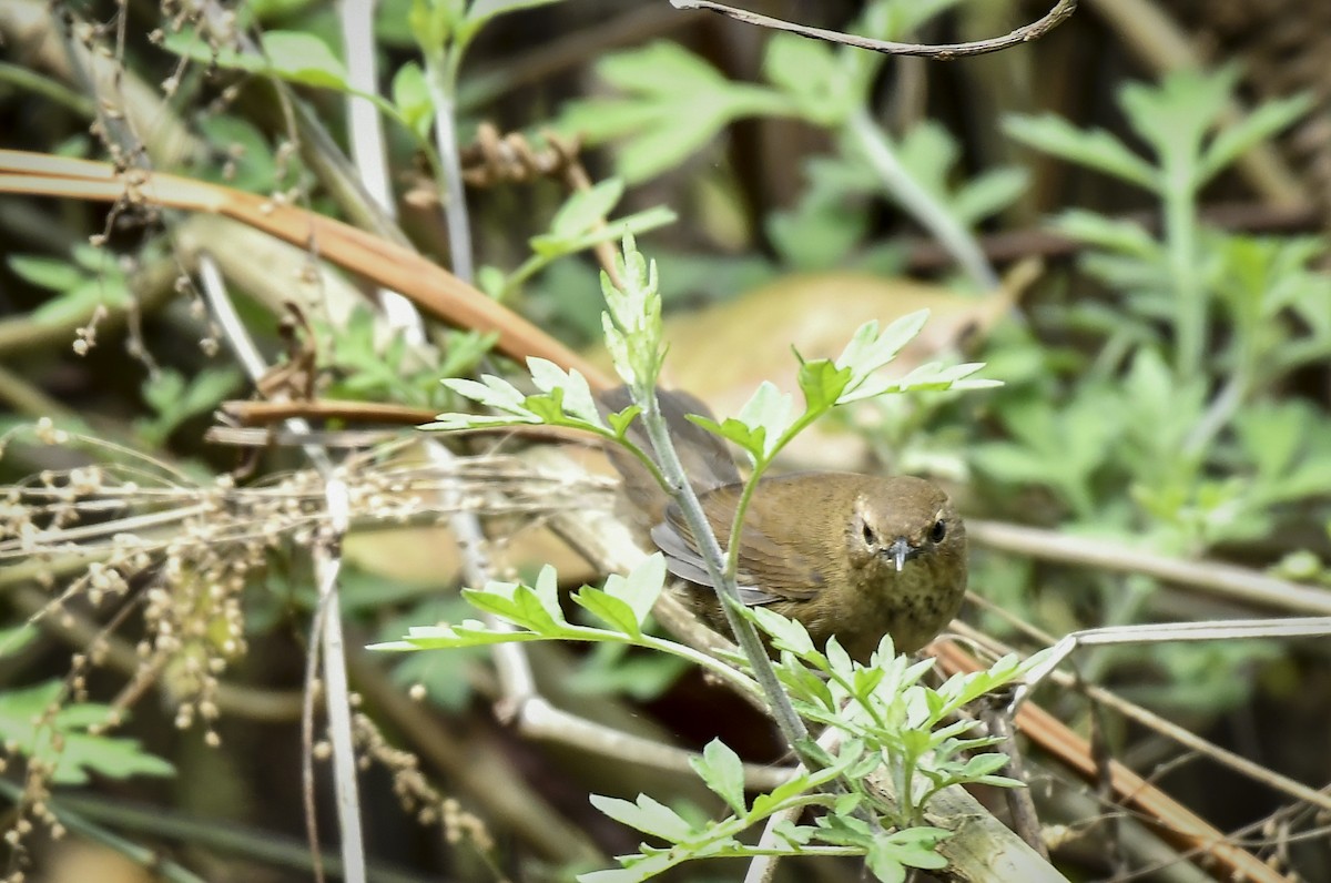 Russet Bush Warbler - ML638006754