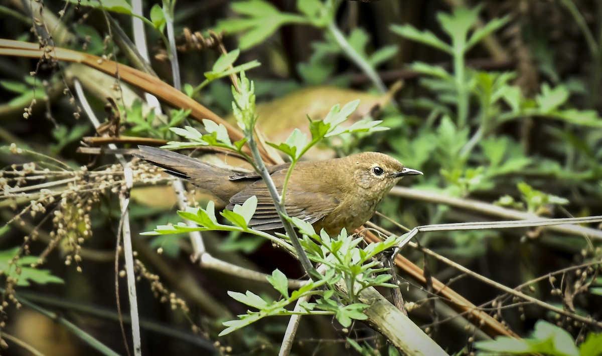 Russet Bush Warbler - ML638006755