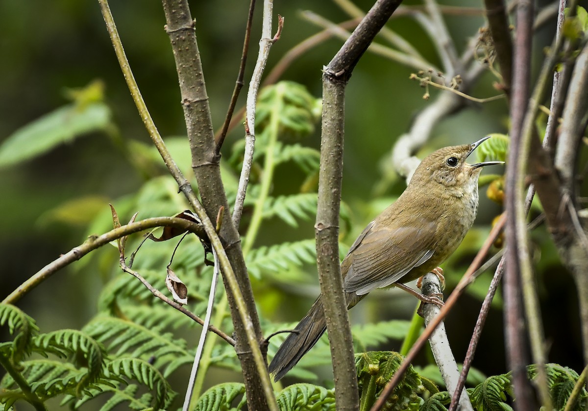 Russet Bush Warbler - ML638006756