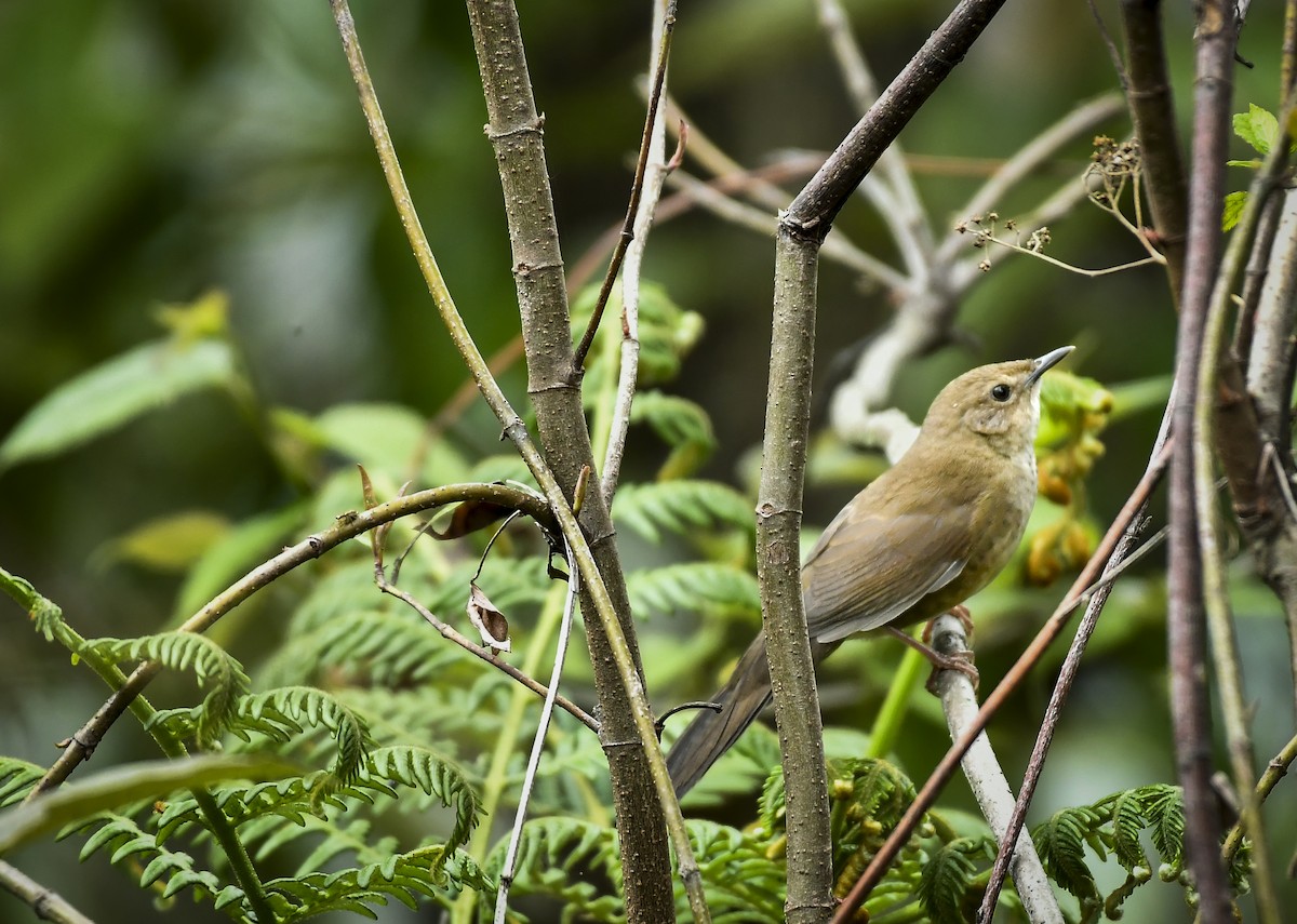 Russet Bush Warbler - ML638006757