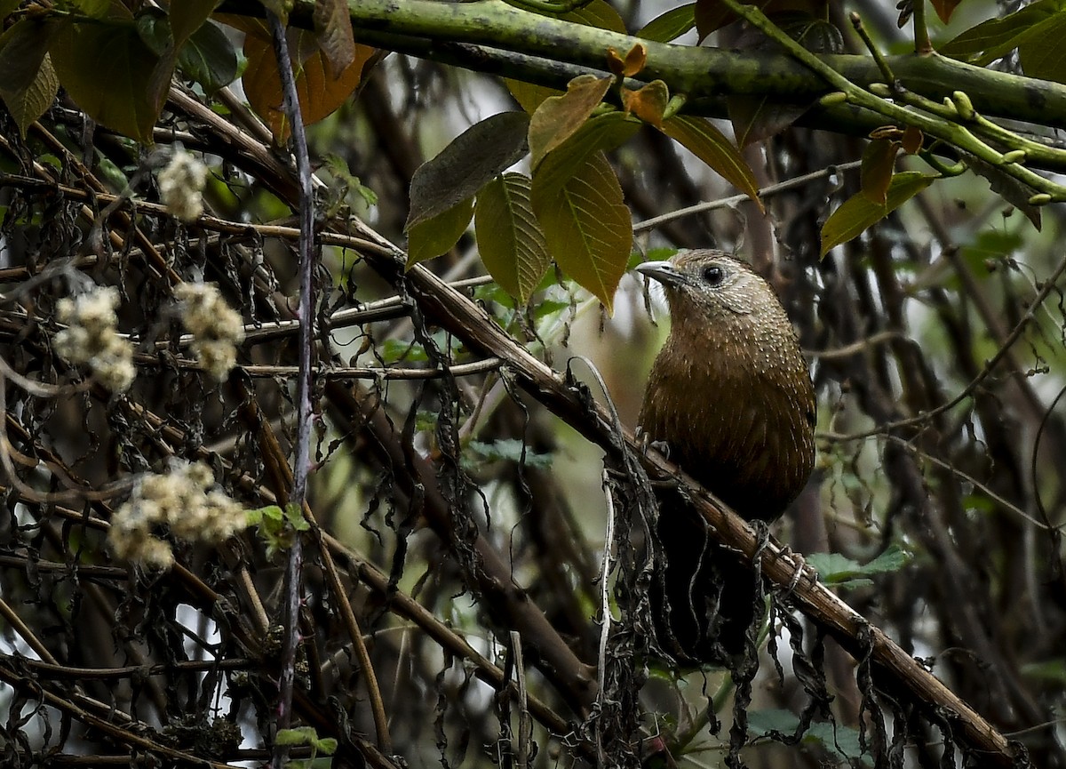 Bhutan Laughingthrush - ML638006775