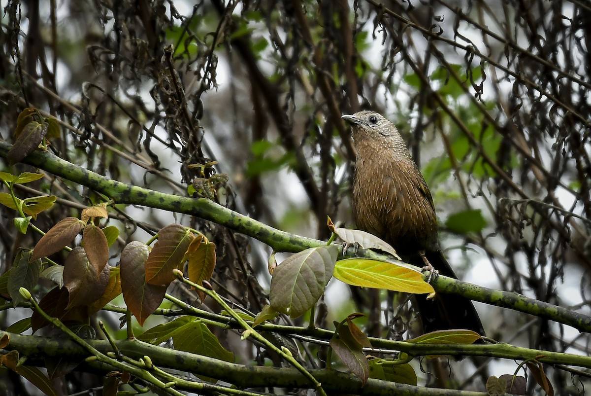 Bhutan Laughingthrush - ML638006776