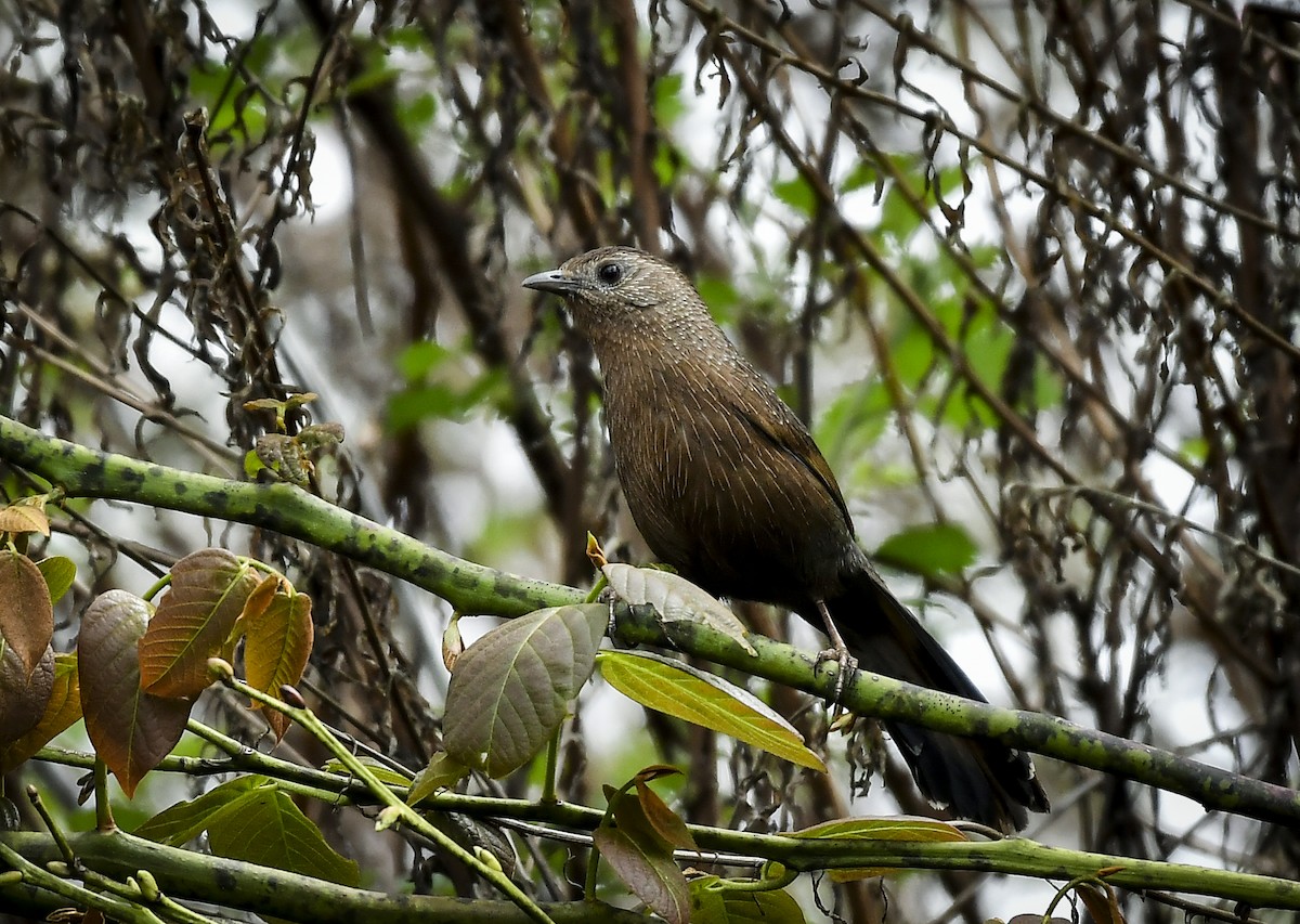 Bhutan Laughingthrush - ML638006777