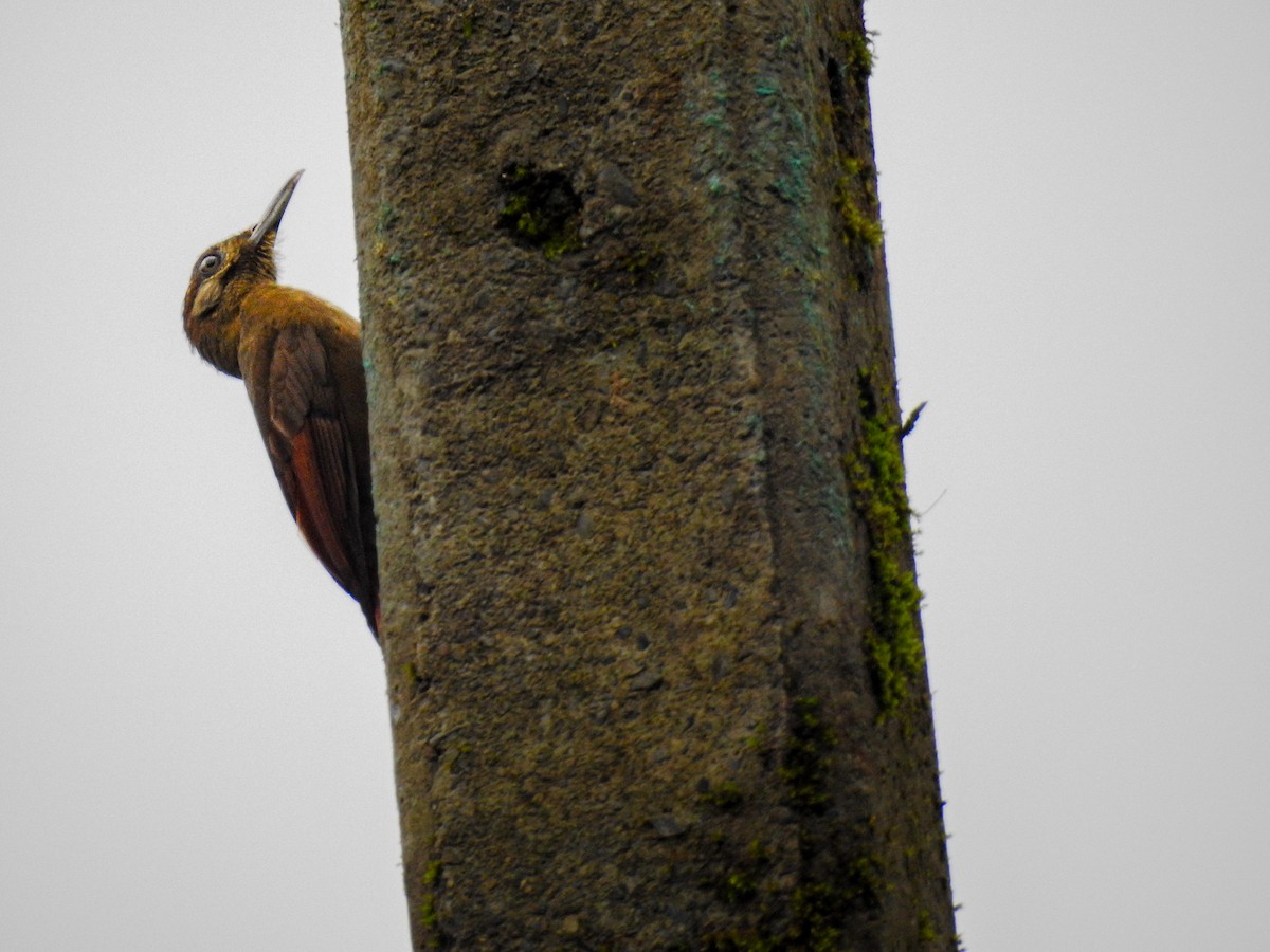 Plain-brown Woodcreeper - ML638006778