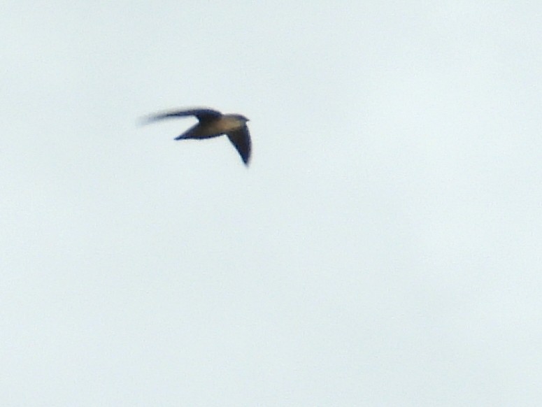 Vaux's Swift - ML638006790