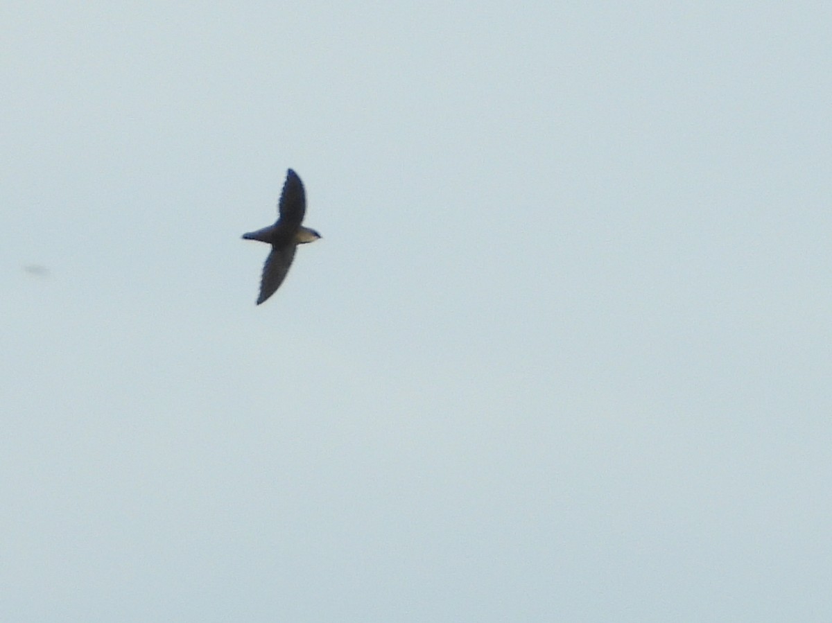 Vaux's Swift - ML638006791