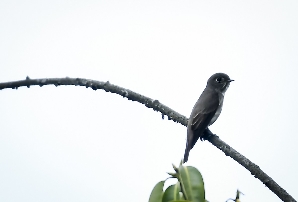 Dark-sided Flycatcher - ML638006795