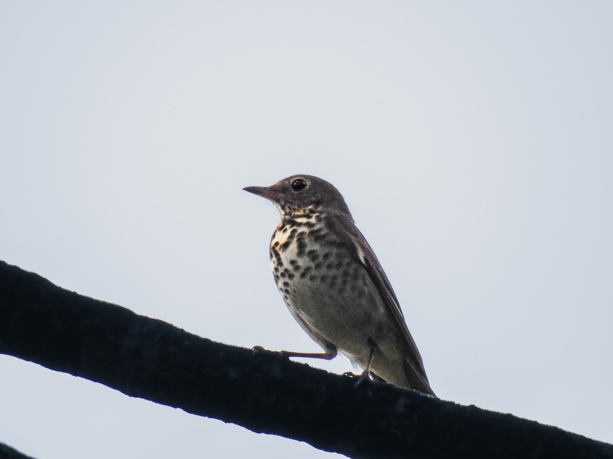 Swainson's Thrush - ML638006826