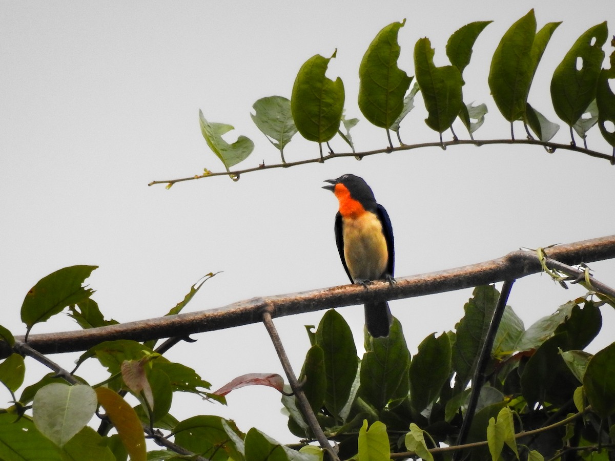 Orange-throated Tanager - ML638006835