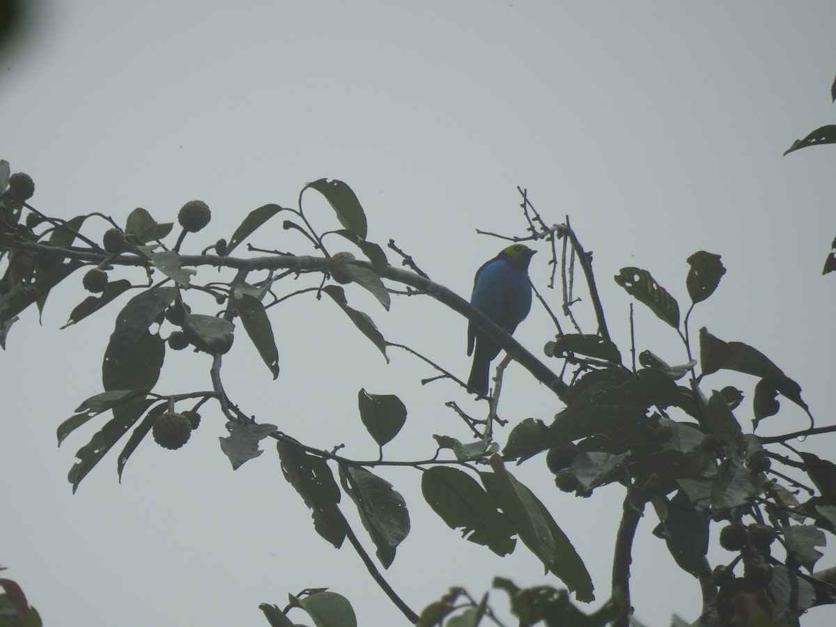 Paradise Tanager - ML638006864