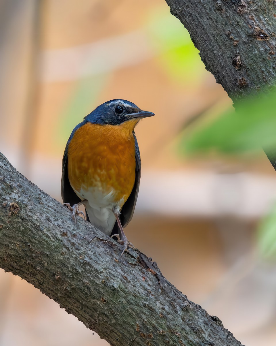 Indian Blue Robin - ML638006917