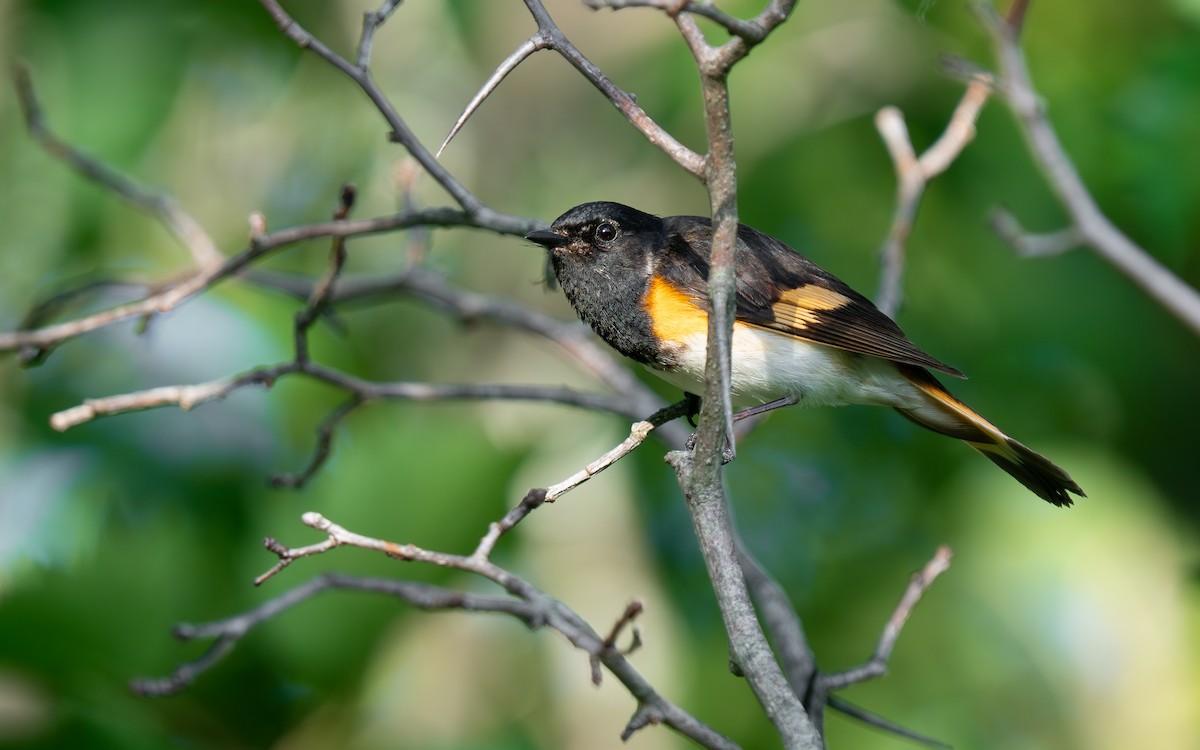 American Redstart - ML638006931