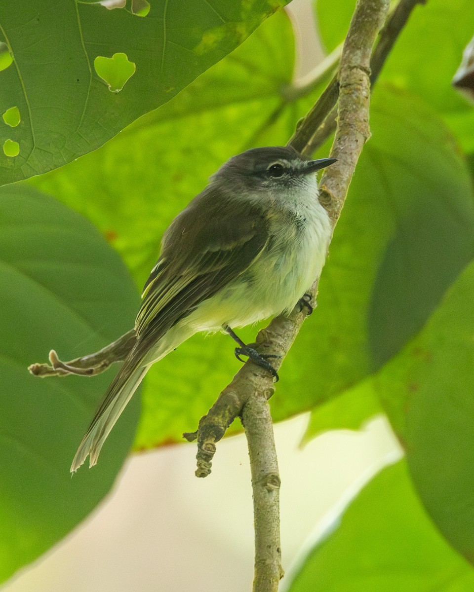 Jamaican Elaenia - ML638007002