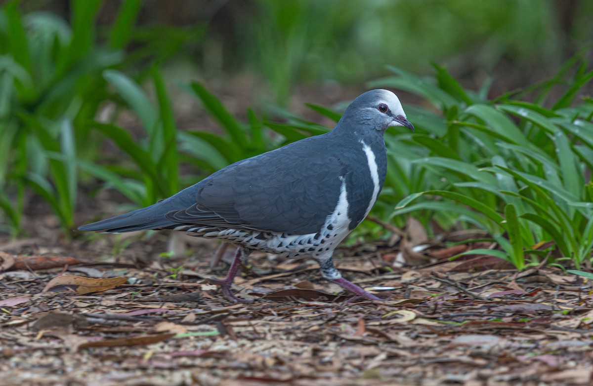 Wonga Pigeon - ML638007016