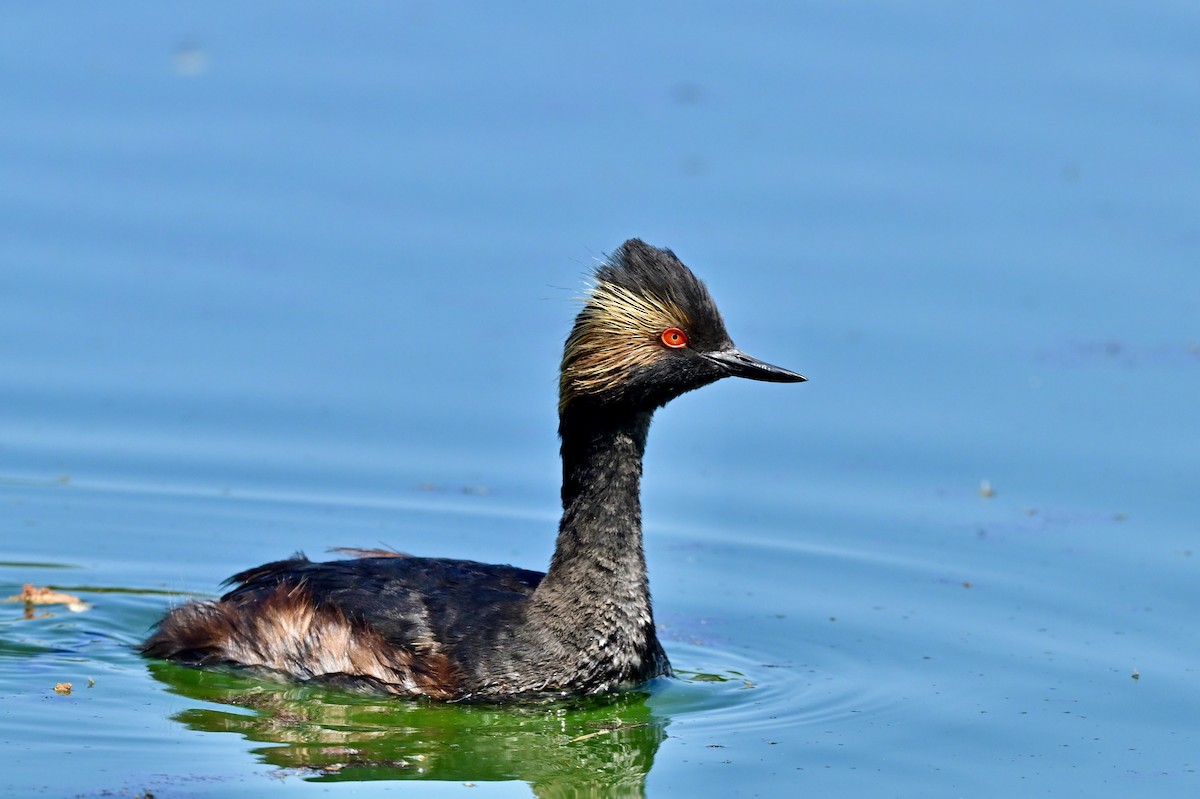 Eared Grebe - ML638007021