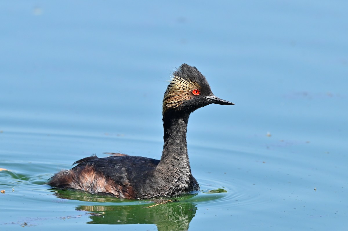Eared Grebe - ML638007022