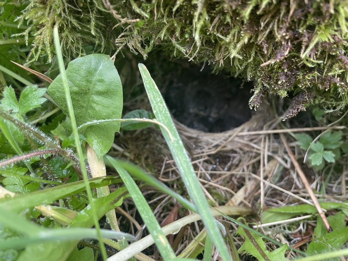 Dark-eyed Junco - ML638007028