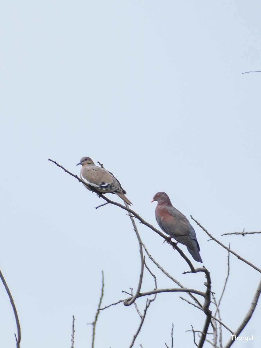 Red-billed Pigeon - ML638007043