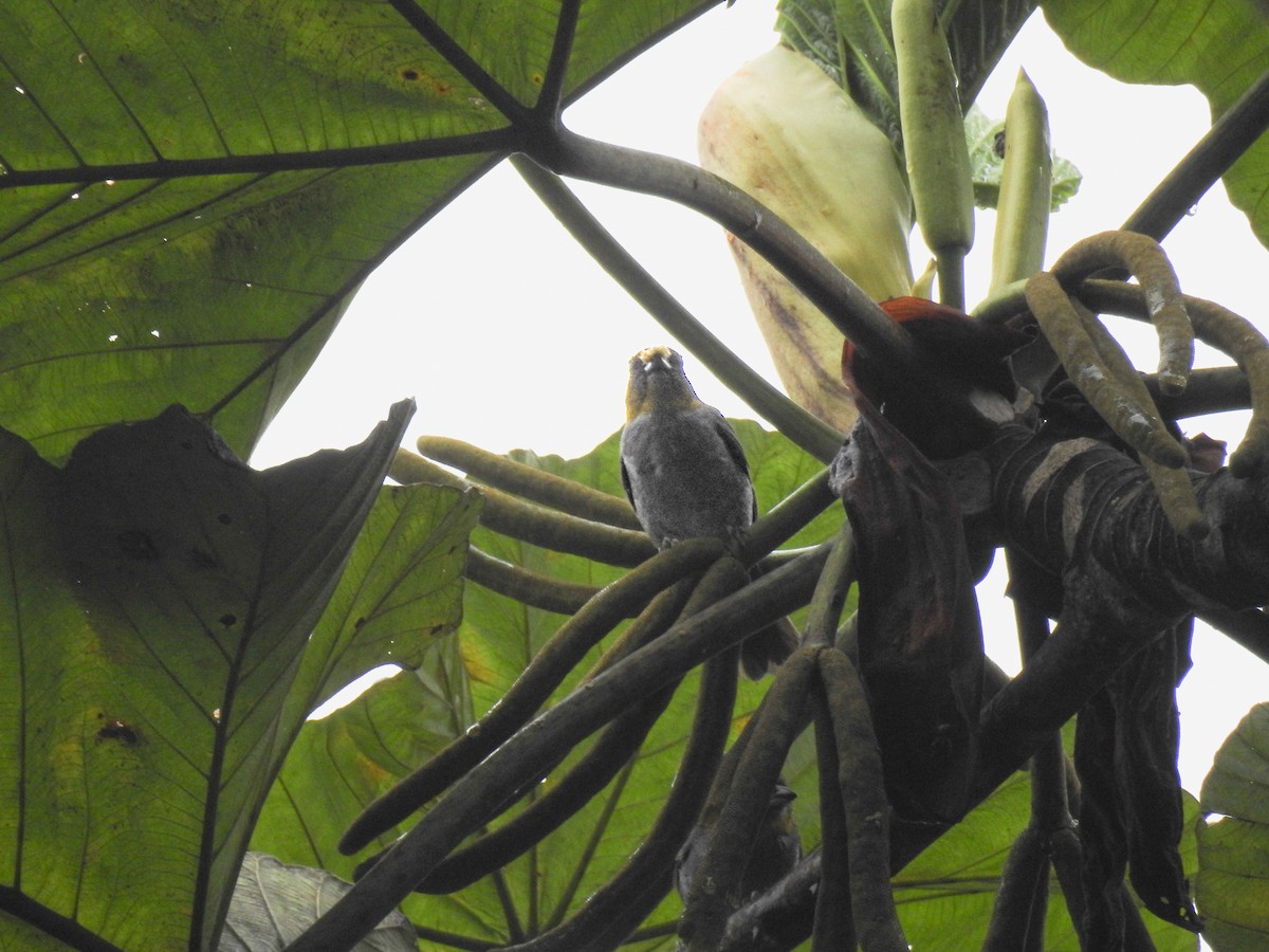 Yellow-throated Chlorospingus - ML638007051