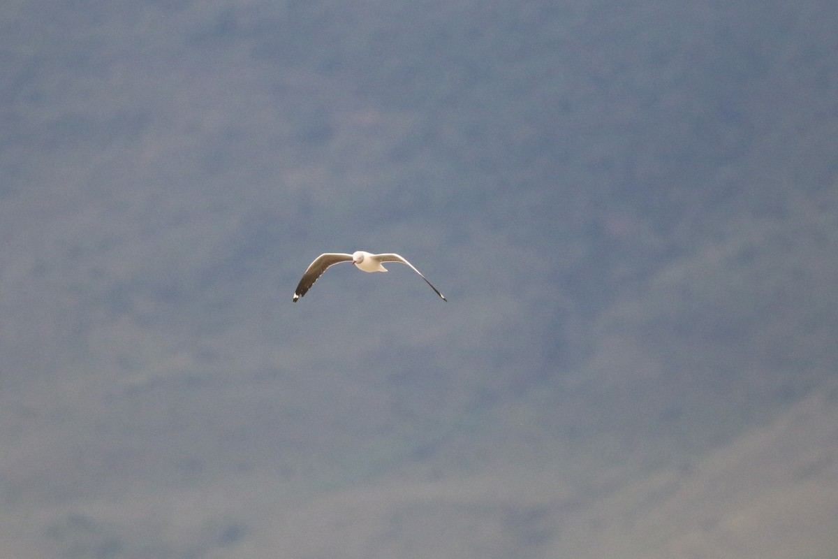 Gray-hooded Gull - ML638007052