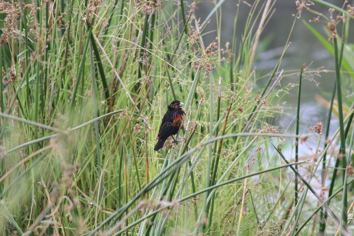 Fan-tailed Widowbird - ML638007059