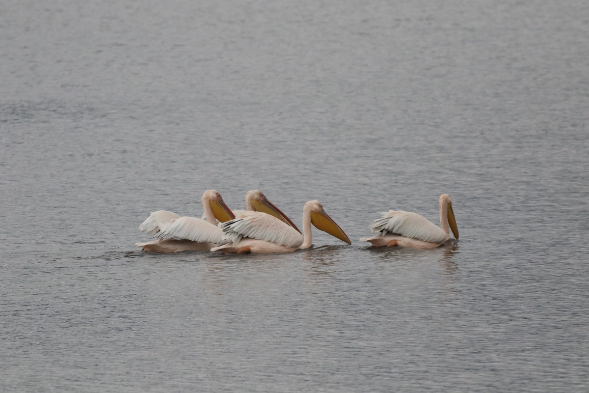 Great White Pelican - ML638007062