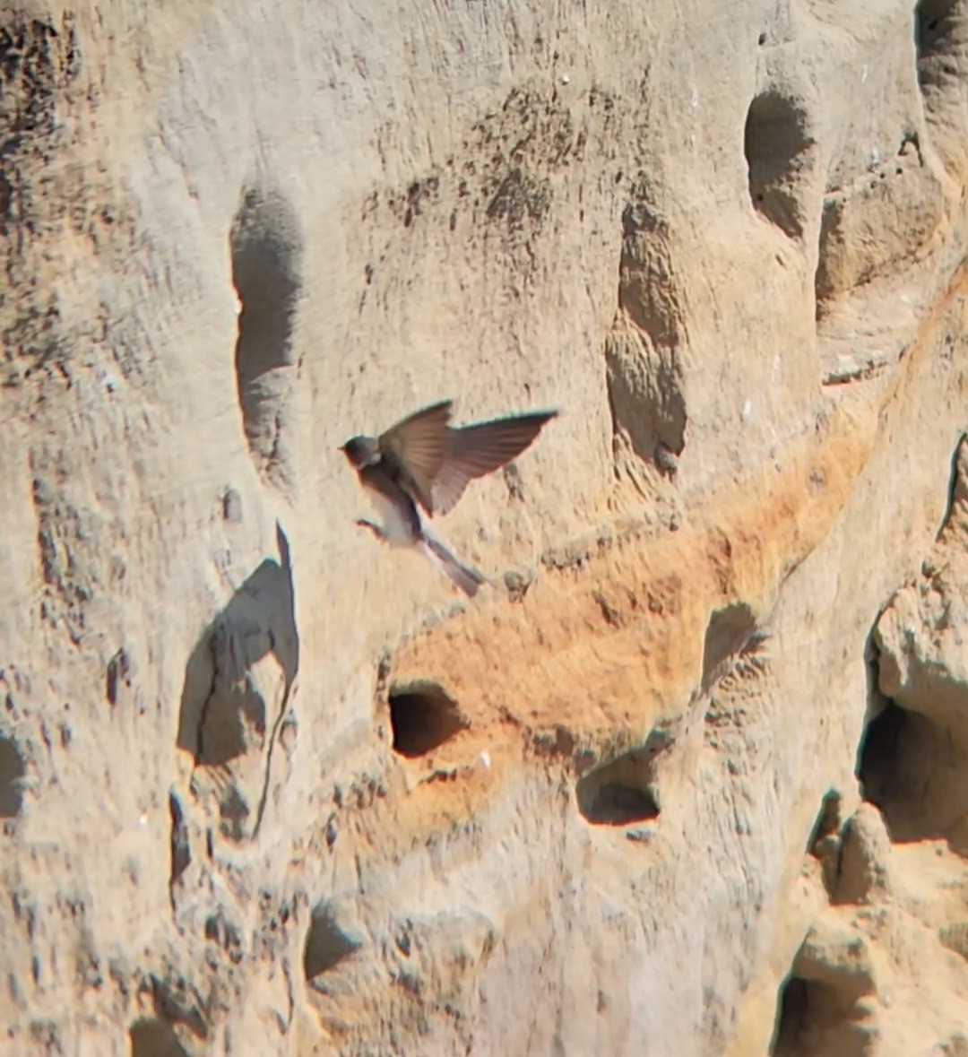 Bank Swallow - ML638007131